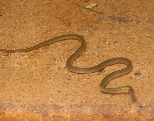 small snake